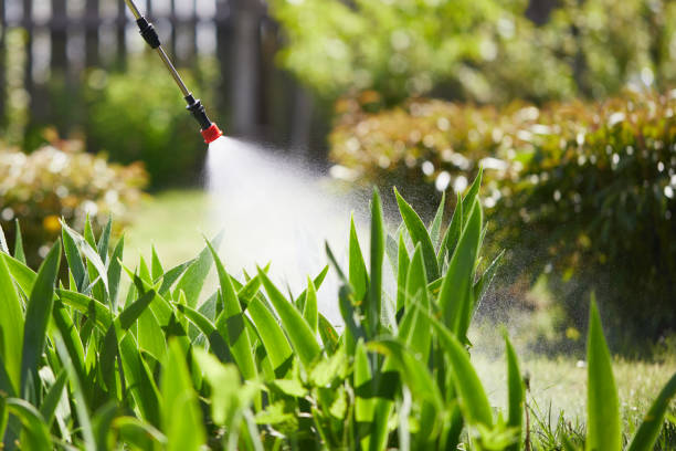 24/7 Emergency Termite Control experts in Shelton, WA