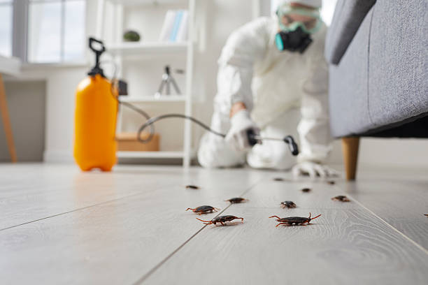 Trusted Rodent Control service in Shelton, WA - Nex Pest Control